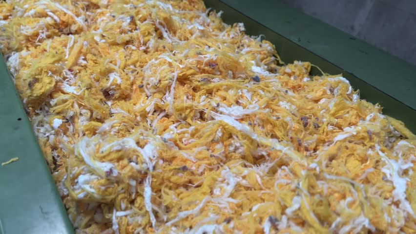 Yellow Shoddy Fiber. Textile recycling. Yellow Shirt Upcycled into Cotton Fiber. Circular economy