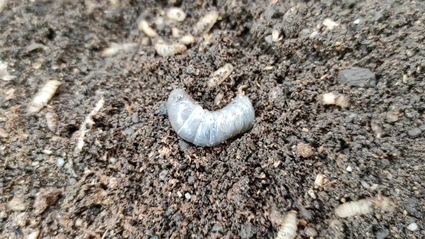 Maggots are the larvae of the Black Soldier Fly type. The life cycle of a maggot from egg to adult fly can last 38-48 days, depending on environmental conditions and the species.