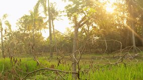view of the sunrise behind the house with several twinkling trees and green grass - Powered by Shutterstock - Get 15% off with code: PIKWIZARD15