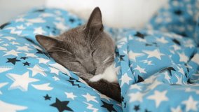 Portrait of Funny Gray Kitten Lying on Blue Textile. Our Favorite Pet. Copy Space. Young Cat Sleeping Under a Blanket in Owner's Bed. Happy Little Cat Lovely Resting. Love to Animals. Kitty Close up. - Powered by Shutterstock - Get 15% off with code: PIKWIZARD15