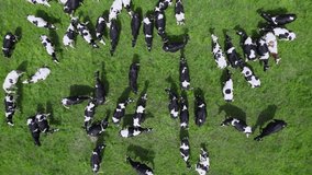 Herd of white cows with black spots grazes on a lush green meadow. Agricultural pasture for grazing cattle. View from above. High quality 4k footage - Powered by Shutterstock - Get 15% off with code: PIKWIZARD15
