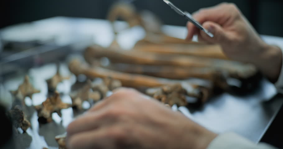 Close up shot of archaeologist taking measurements of bones of ancient human or animal using professional tool. Scientist measures and studies fossil remains of extinct predator in archaeological lab.