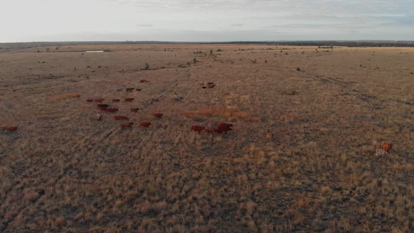 Aerial view of a herd of running cattle in the dry outback landscape, Emerald, Queensland, Australia.