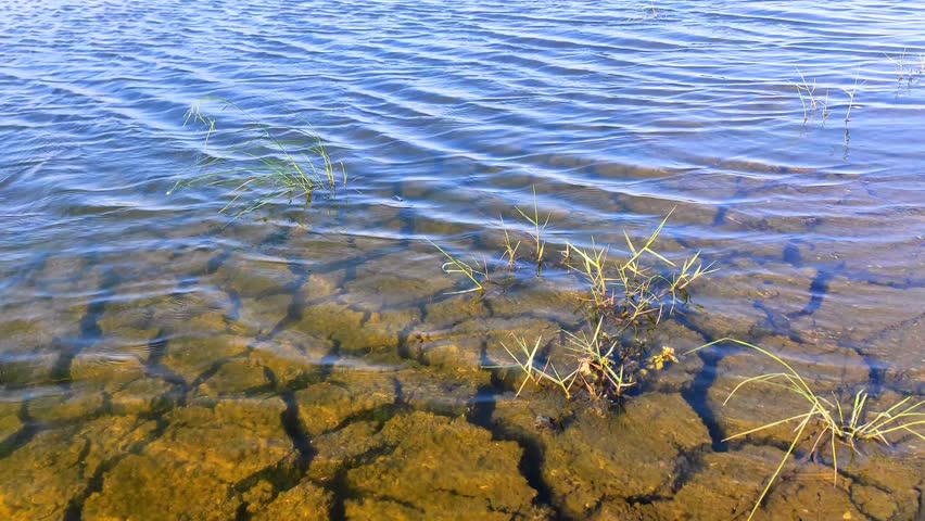 Cracked earth patterns submerged in water, creating a unique abstract texture and showcasing the effects of drought in a natural wetland environment