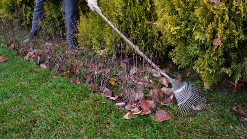 A gardener rakes fallen leaves beside a neatly trimmed hedge in a suburban yard during the autumn season