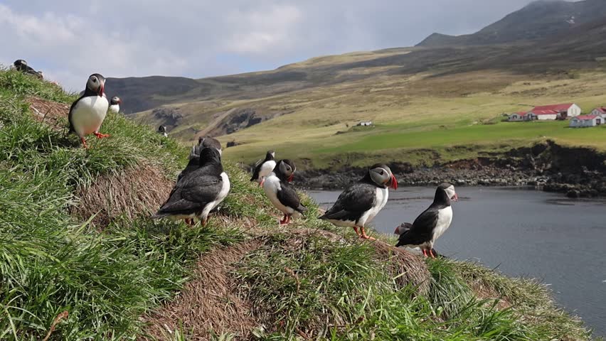 Beautiful wild puffins in Icelandic village Borgarfjordur Eystri