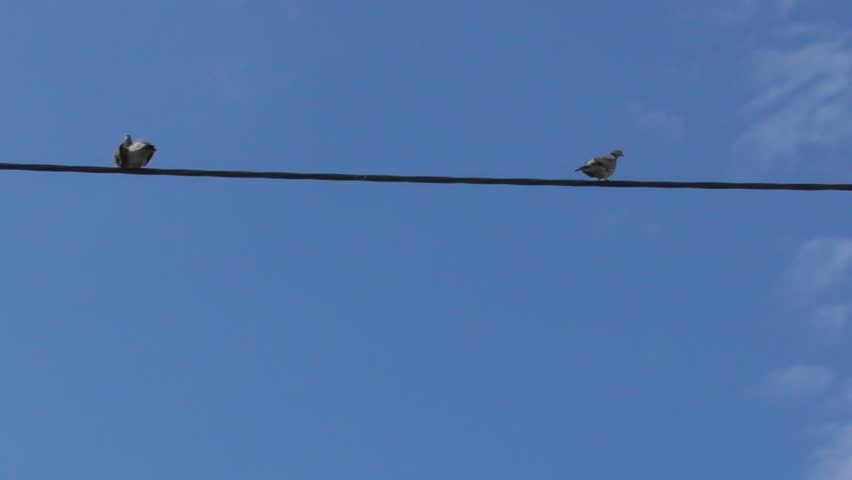 bird on an electric wire in front of blue sky