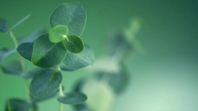 Eucalyptus plant leaves. Fresh Eucalyptus close up, on green and blue background, scented, essential oil. Aromatherapy. Slow motion video - Powered by Shutterstock - Get 15% off with code: PIKWIZARD15