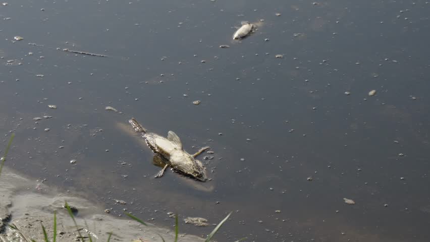 Dead fish in dark water, pollution. Environmental pollution. Ecological disaster: death fish in freshwater river due to dumping of chemical waste into reservoir. Flies fly over rotting fish in lake.