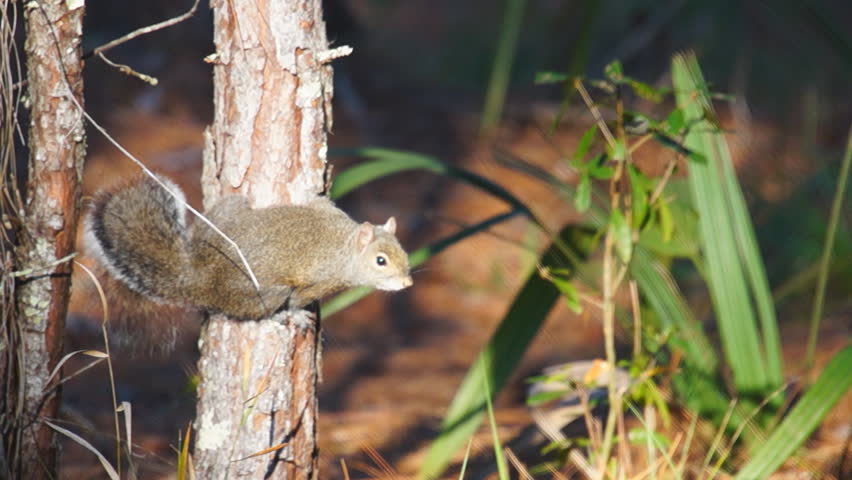 Grey Squirrel in Florida upland Pine forest.