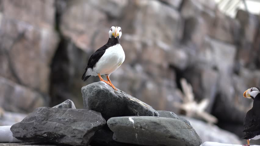Puffin Bird at local wildlife center