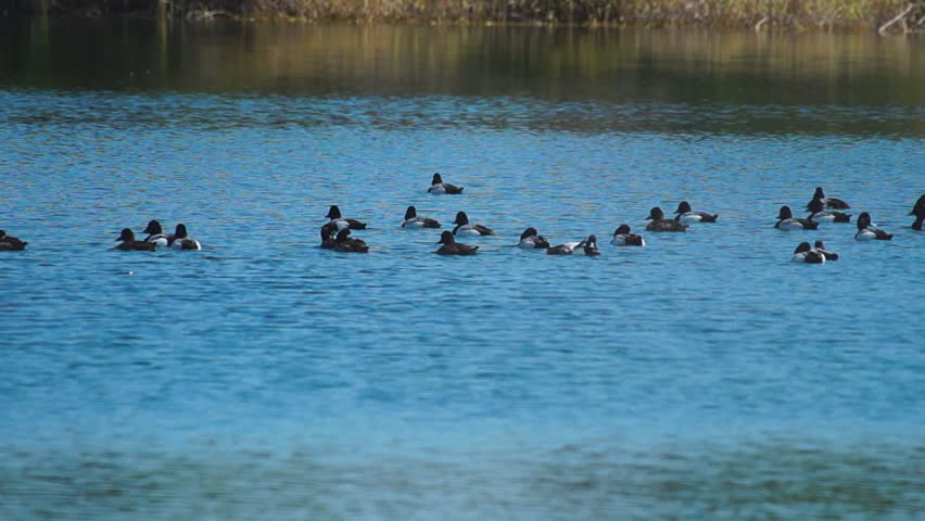 Greater Scaup or Bluebill Ducks, flock in a Florida shellpit after migrating