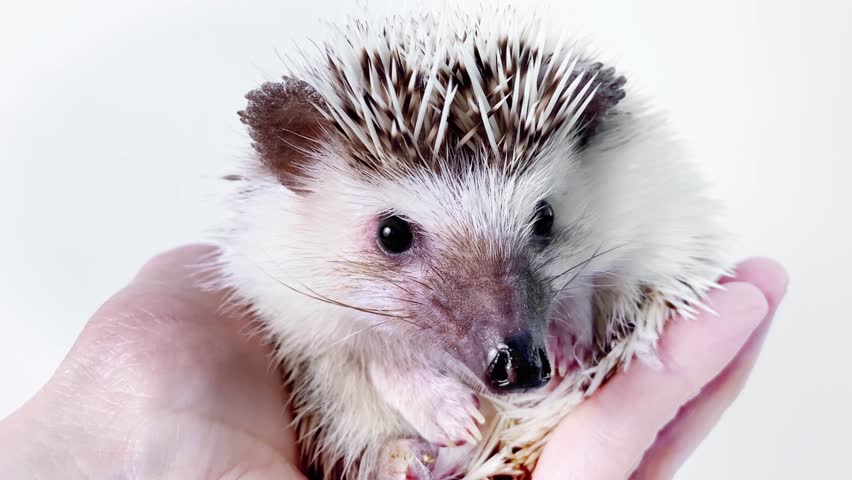 hand holding little African hedgehog, domestic pet, on white background