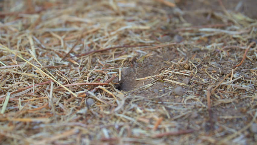 A digger bee or desert bee digging a nest in the sand - isolated close up