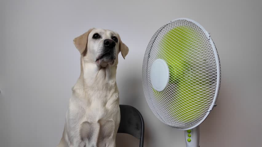 A Labrador Retriever dog sitting on a chair next to an electric fan, concept of summer heat and cooling down