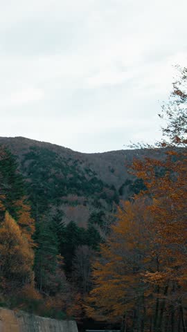 The Green Leaves Under The Mountain 