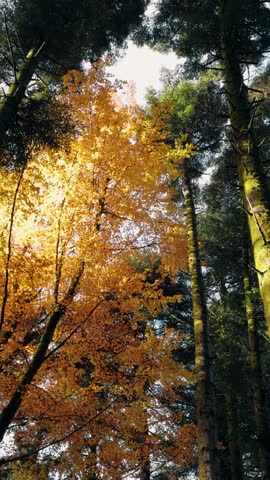 Golden Path Through Autumn Treetops
