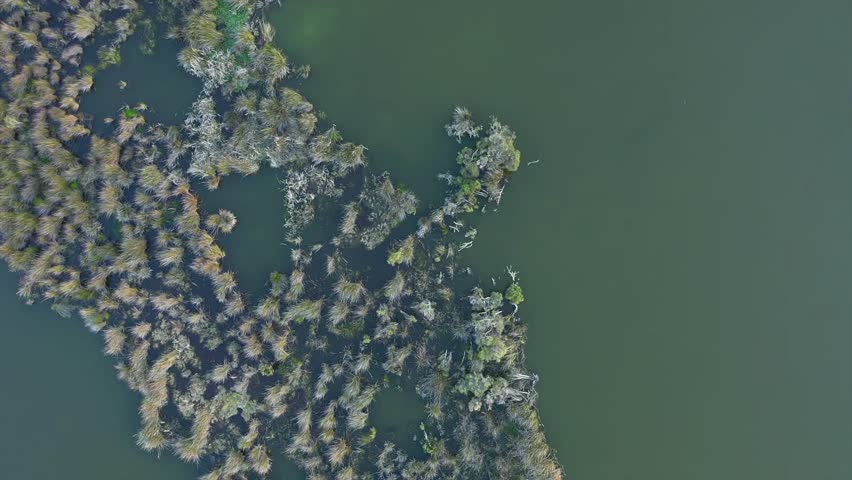 Aerial view of serene Lake Goollelal surrounded by lush greenery and tranquil trees, Madeley, Australia.