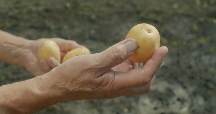 Clean fresh potato tubers in farmer's hands, farmer evaluates potato harvest