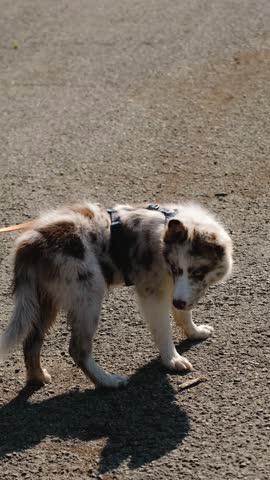 Red merle border collie puppy on leash on walk in summer park. Top rear view of walking dog with owner outside. Vertical 4k slow motion footage. Concept of pets, people and friends