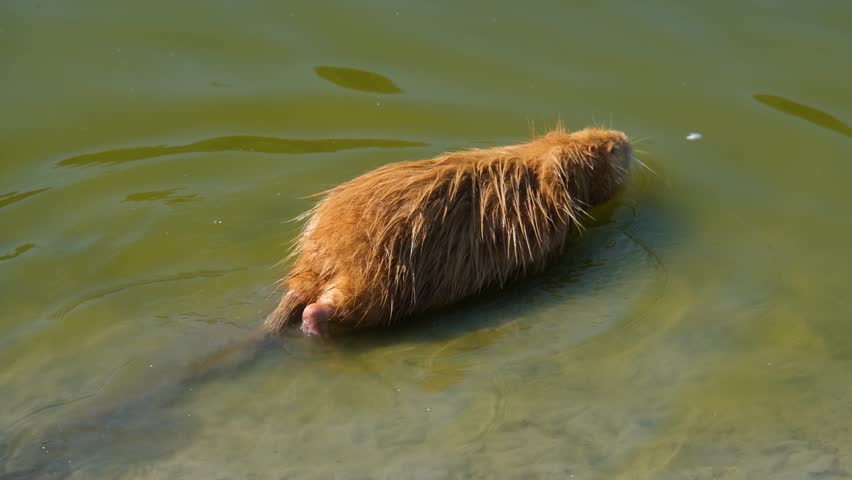 Red muskrat swimming in water. Muskrat in the wild