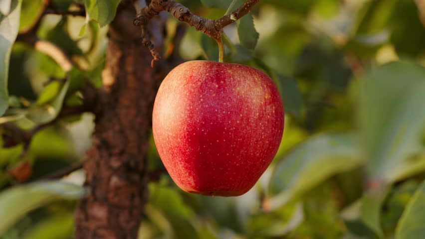 Fresh and juicy organic ripe red apple ready for harvest in apple plantation orchard, hanging on branch with green leaves, close up shot, slow motion - Powered by Shutterstock - Get 15% off with code: PIKWIZARD15