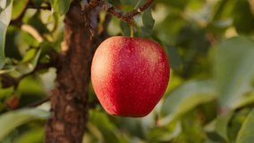 Fresh and juicy organic ripe red apple ready for harvest in apple plantation orchard, hanging on branch with green leaves, close up shot, slow motion - Powered by Shutterstock - Get 15% off with code: PIKWIZARD15