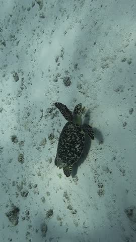 Baby hawksbill sea turtle swimming over sand