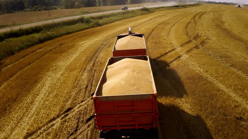 Trucks are filled with fresh wheat and moving along the field while golden grains are harvested under the warm summer sun. The landscape showcases sprawling fields and dust from the road.