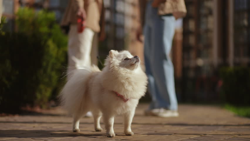 A fluffy white dog happily enjoying a lovely stroll in a vibrant urban park with people walking in the background