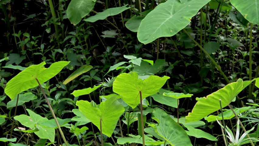 Colocasia esculenta or taro green leaves dancing swaying by wind.
