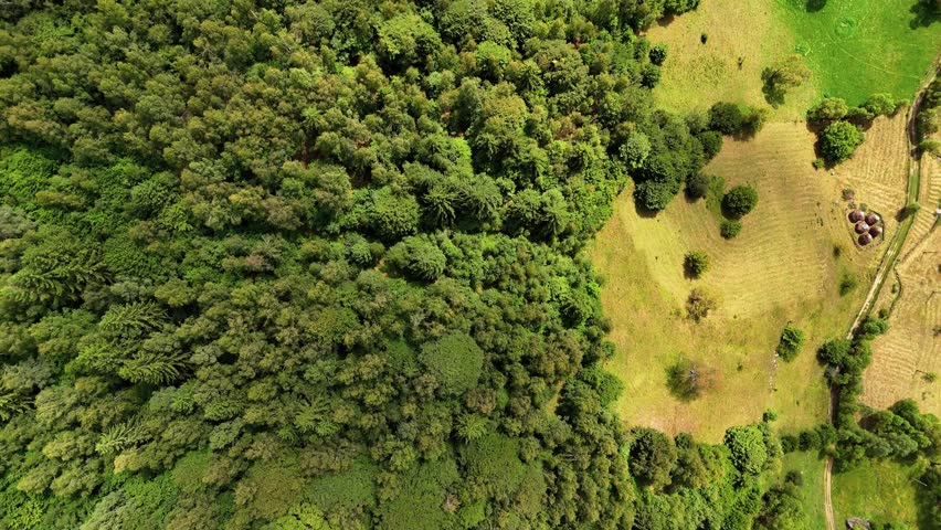Top down view over trees covering a hill panning up revealing clouds over the mountains