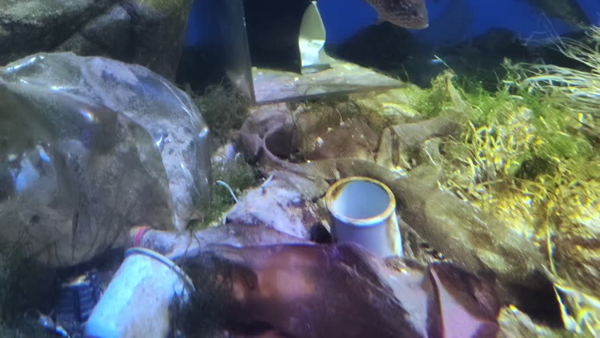 Plastic waste at the bottom of the oceanarium, pollution concept. Moskvarium.