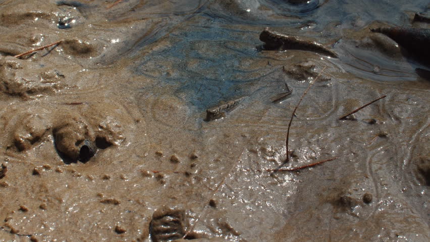 Close-up view of wet, muddy terrain with water puddles and scattered twigs. Natural Textures and Outdoors.