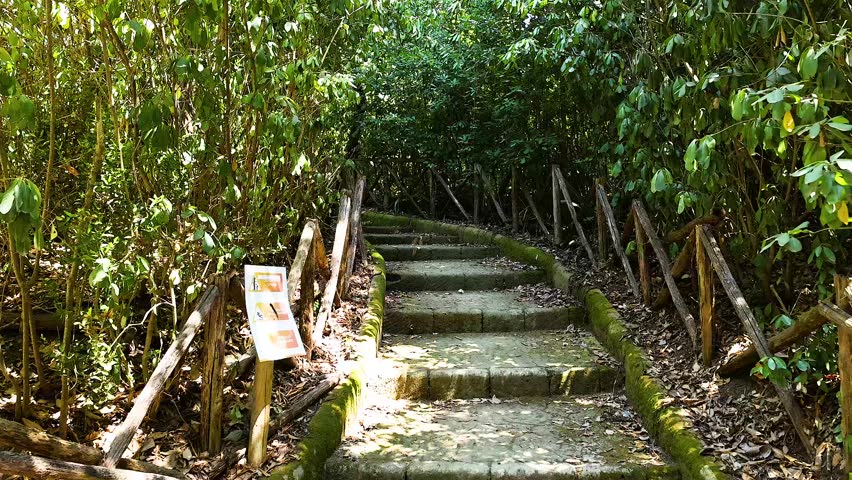 Stone steps through lush forest greenery