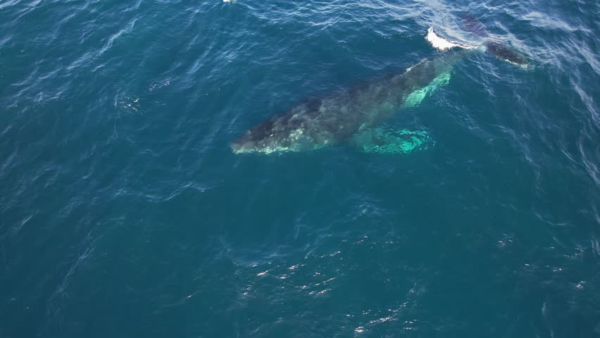 Aerial View Of Humpback Whale Blowing Water Through Its Blowhole In Australia.