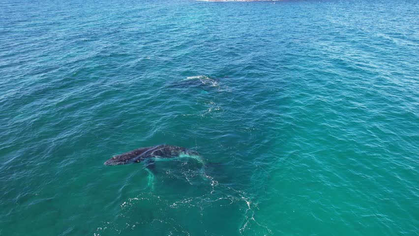 Humpback Whales Spouting And Swimming In Slow Motion. New South Wales, Australia. aerial shot