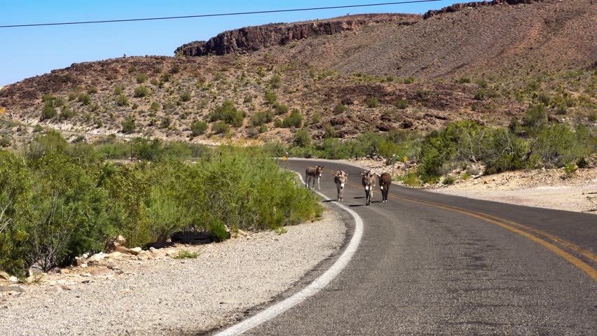 Herd of donkeys walking along historic Route 66 near Oatman, Arizona, in a desert landscape with rocky hills and sparse vegetation. 4K UHD video.