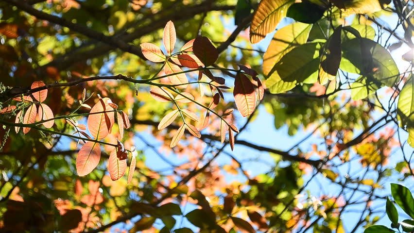 translucent leaf swaying on tree