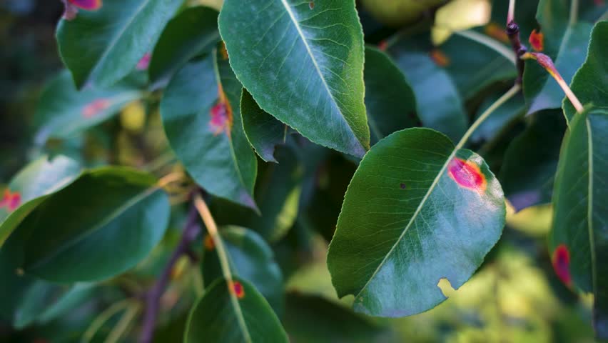 pear on a tree, ripe pears in the garden close up 