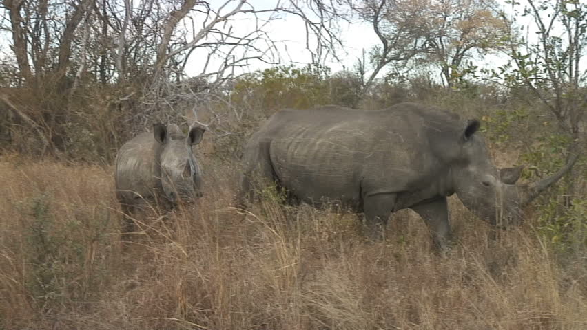 A mother Rhinoceros and her calf in South Africa.