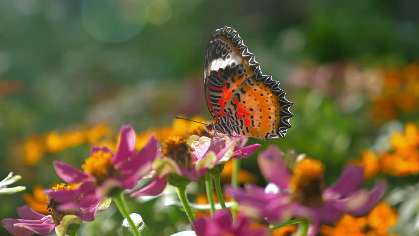 Beautiful orange butterfly perched on vibrant pink and orange flowers in sunlit garden, showcasing beauty of nature and biodiversity, Nature and Biodiversity.