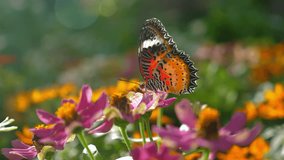 Beautiful orange butterfly perched on vibrant pink and orange flowers in sunlit garden, showcasing beauty of nature and biodiversity, Nature and Biodiversity. - Powered by Shutterstock - Get 15% off with code: PIKWIZARD15