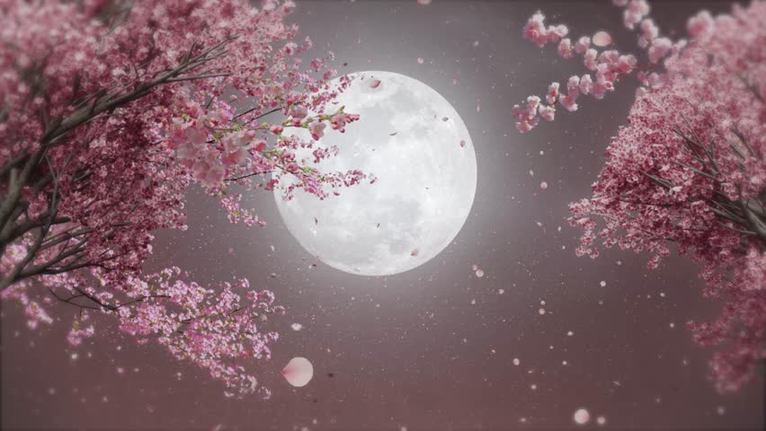 Cherry blossoms and full moon, moonlight, Japanese night scene, night sky, loop background