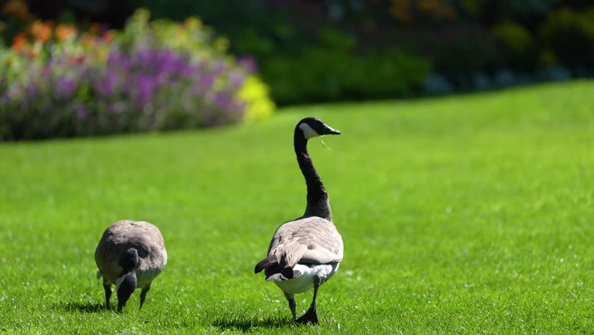 Canadian geese in a garden in British Columbia - VanDusen Botanical Gardens in Vancouver, British Columbia