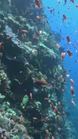 Immerse yourself in stunning underwater world of lively coral reef, filled with variety of sea creatures and vibrant tropical fish. Ideal for those who adore ocean and have passion for marine biology