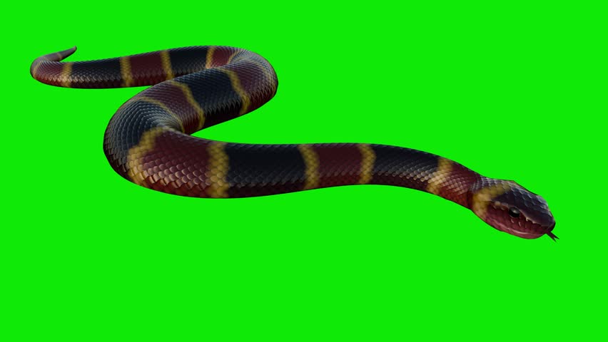 Coral Snake - Ground Slithering Cycle Loop - Front Side Angle CU - Green Screen - Realistic 4K UHD 3D animation of colorful striped venomous serpent creature for adventure, fantasy, horror, Halloween 