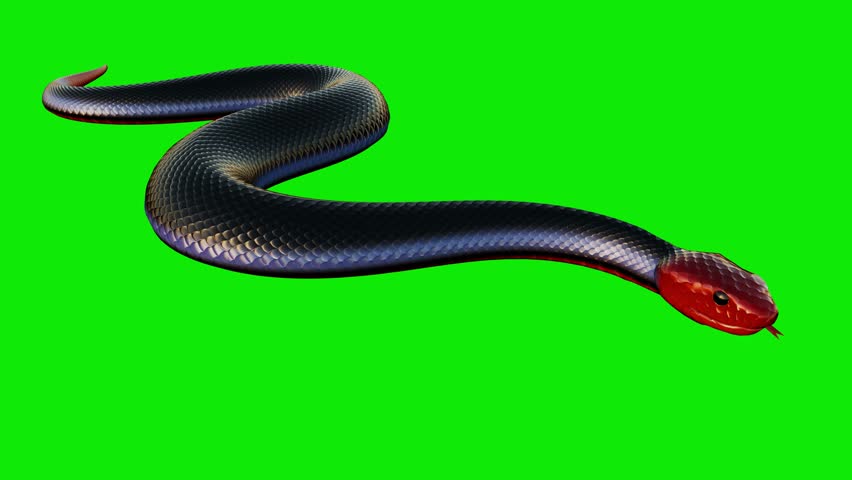 Horror Snake - Black and Red Venomous Serpent - Slithering Loop at Front Side Angle Close Up Ground View - Realistic 3D animation isolated on chroma key background