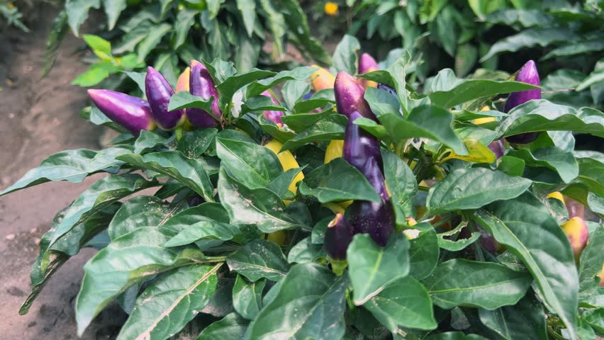 Purple facing heaven pepper in a summer garden.
