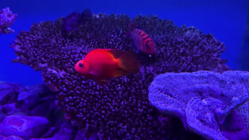 Red Parrotfish and a fish of the Cichlasoma family swims in aquarium under neon light.